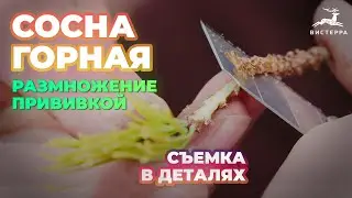 СОСНА ГОРНАЯ ГОЛД ГЛОУ ПРИВИВКА ВЕСНОЙ | СОСНА ГОРНАЯ