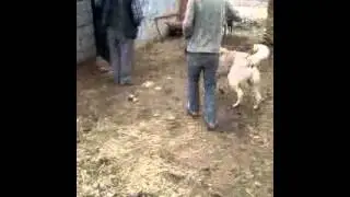 Köpek  çiftleşmesi