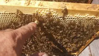 Как накачать больше меда