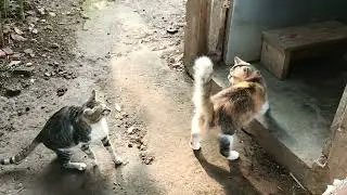 kucing pedekate