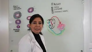 Anatomy of the Vascular System - For Beginners