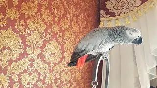 Попугай матершинник говорит с хозяином попугай матерится на хозяина