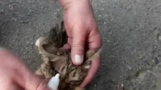 Adler. Morty the kitten. He was like that when we found him. Look what he's become!