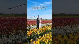The view from above 😍 Name a better spot to film a Bullet Time 👆 #Insta360 #flowers #tulip #shorts