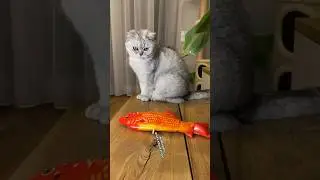 Сколько игрушек нужно кошкам 