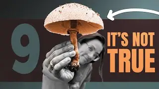These 9 Myths About Mushrooms Are Not True - You Should Know Them