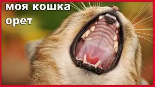 Кошка орет!