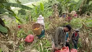 Vietnamese hmong people collect maize 2020 saib kwv tij hmoob ntais pob kws