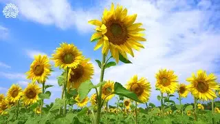 Restore Balance and Calm ✤ Remove Negative Emotions