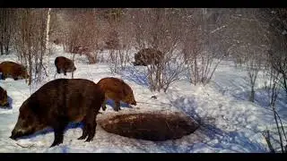 КАБАНЫ  СЛОМАЛИСЬ