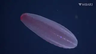 A pretty pink color offers clever camouflage for the abyssal comb jelly