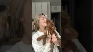 Мальчик той пудель, идеальная булочка 🐶😂🤎🥐 #смешныесобаки