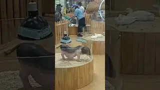 #littlepig #pigvideo #short