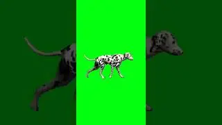 Dalmatian dog running green screen | Chroma key 