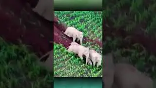 Funny! How Elephants Go Down Cliffs