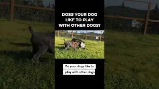 Does your dog like to play with other dogs?  #dogtrainer #dogtraining #puppytraining #socialization