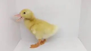 Behind the scenes! Ducklings photoshoot! Too cute!