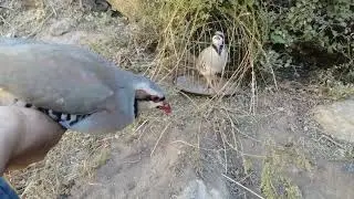 шикори кабк дар Н РАШТ тирамохшикор