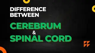 Cerebrum vs Spinal cord|differentiate