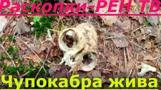 Нашел в Лесу Кости и Черепа Чупакабры