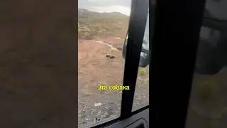 🐕Собачка Мать Остановила Машину Ради Щенят🥹