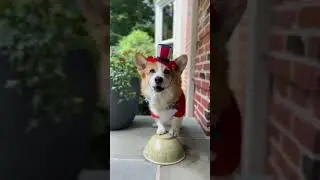My dogs set off fireworks!