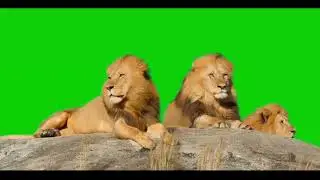 Lions Green Screen Animal animation effects vedios No copyright FreeAnimal Realistic vedios