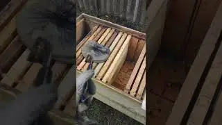 ПОДКОРМИЛ ПЧЁЛ ЖИДКИМ МЁДОМ УГРОБИЛ ПЧЕЛИНУЮ СЕМЬЮ не допусти эту простую грубую ошибку ☝️🐝🐝