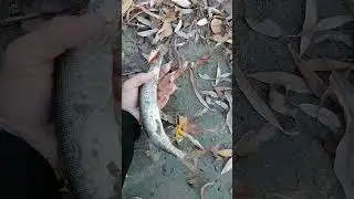 Не дискусы. Рыбалка .