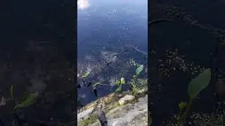 Уж, да !