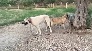 Kangal çiftleşmesi (kangal sex 18+) üretim çiftliği