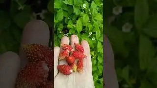 ЦВЕТЕНИЕ ГОРТЕНЗИЙ!! МОЙ ФРОНТ РАБОТЫ. ОСЕНЬ!!