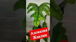 Алоказия Жаклин #shorts