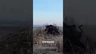 Волкодавы против НАГЛЫХ кабанов 😈🐺🔥