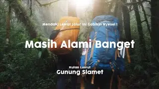 Mendaki Gunung Slamet via Permadi Guci | #vlogdigunung
