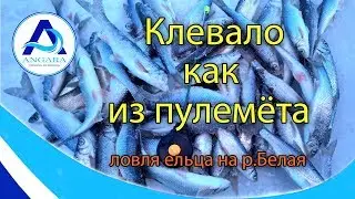 Зимняя рыбалка. Ловля ельца на р.Белая. Angara.