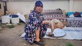 Rustic Village Cooking: Preparing Sheep's Head for a Delicious Meal!