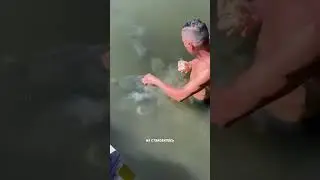 Добрый человек кормит рыб