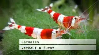 Nanoaquaristik Garnelen Altenstadt Moose Altenstadt Bayern Wendts Zierfischkeller firmenclip.de