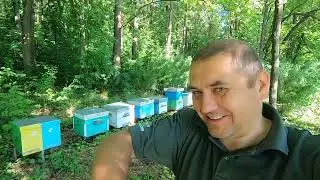 ✅ Рой №2 пойман! Пасека на связи! #ПЧЕЛОВОДСТВО5