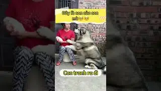 Con của ngươid ta cũng giành 😒😒😒pet dog chó xuhuong