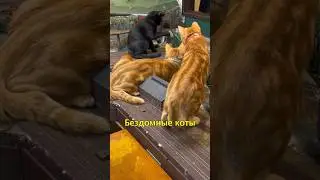 🐱Как Котики Спасли Бизнесмена🐾