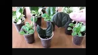 УСКОРИТЬ ПОЯВЛЕНИЕ ДЕТОК ФИАЛКИ. ДЕТКИ ВЫРАСТУТ ОЧЕНЬ БЫСТРО