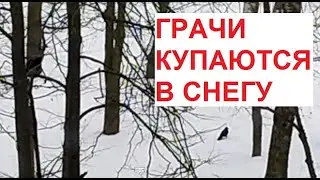 Грачи купаются в снегу :) | начало апреля в Питере