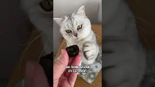 Почему кошка выпрашивает еду, а потом её не ест 