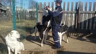 Бугай Алабай. 13 октября 2019г Новости нашего двора.
