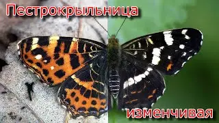 Бабочка. Пестрокрыльница изменчивая.