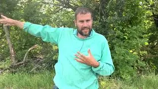 Гречиха зацветает