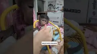 Ники трапезничат, покушать очень мы любим !