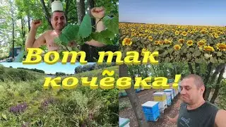 ПЧЕЛОВОДСТВО и КОЧЕВКА к медоносам! Акация, Черноклен, Шалфей, Липа, Кориандр и Подсолнечник..!
